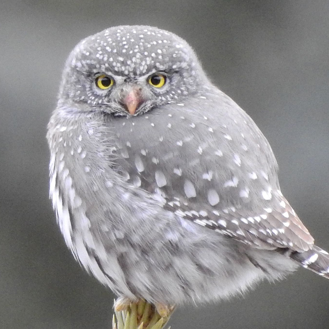 rockcutbrewing's tweet photo. Cheers to incredible causes! We want to let you know about the Superb Owls. CARRI, the Colorado Avian Research and Rehabilitation Institute https://t.co/MkFdAjjhVp - now, if we could only afford a halftime commercials to show our support.
#superbOwls #rockcutbrewingcompany https://t.co/yOFj9LVjTe