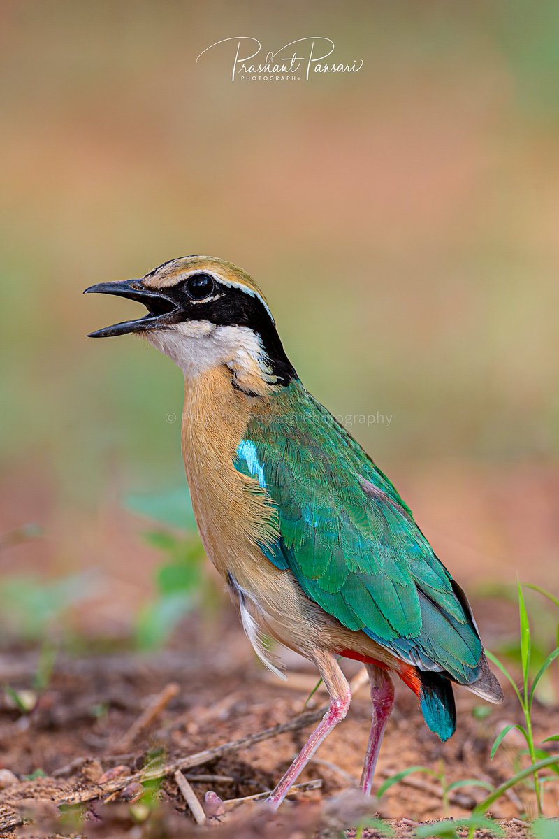 Indian Pitta
Jhalana Reserve Forest Area Jaipur
#pansariphotography #jhalanaforest #jhalanawildlife #IndiAves #BirdsPhotography