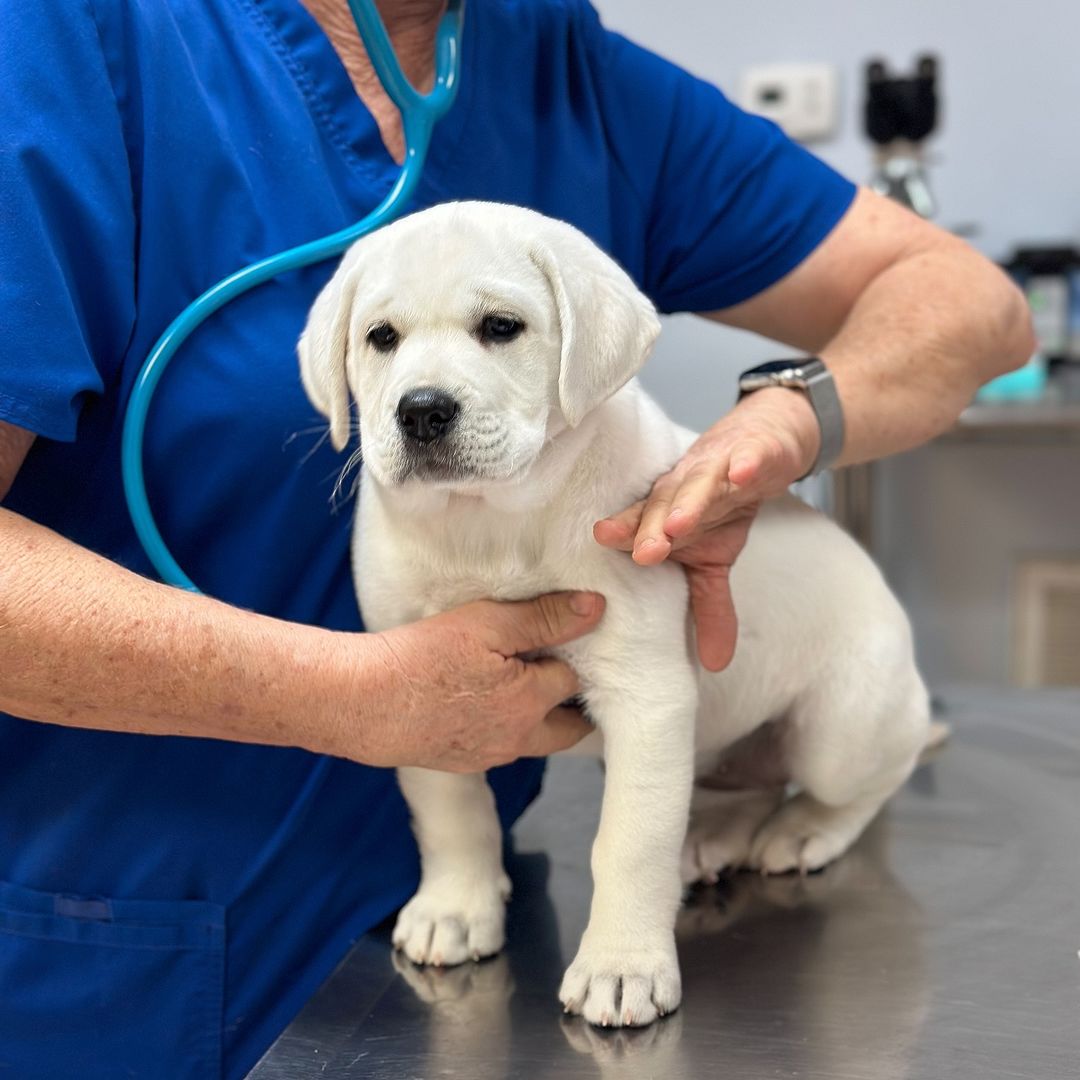 Last vet visit before Winnie heads to her forever home! She did so good today with her vaccinations, last deworming and microchip! 🤍🐾 #dog #dogs #puppy #dogoftheday #puppyoftwitter #dogoftwitter #lab #labrador #thelabradorfamily #DogOnTwitter