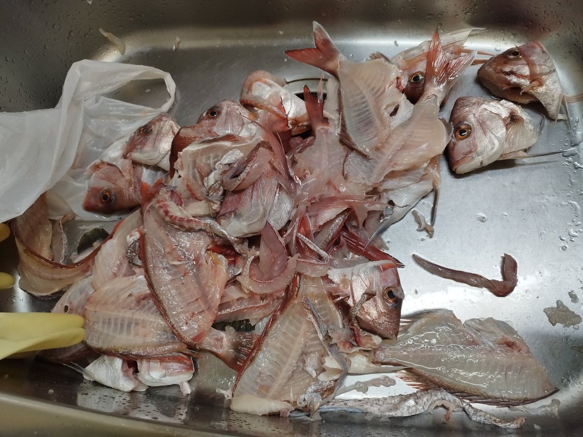 MejinaPink's tweet photo. 昨日の夜
大変だった
沢山釣れて嬉しくて
持ってきたが....
でも理由が有る
先週東京湾タイラバで
ボウズ食らったからだ
＃梅花丸
＃一つテンヤ真鯛
#タイラバ https://t.co/oPkNQ8v32J