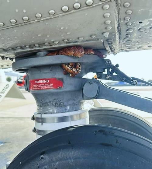 Florida Scanner tweet media