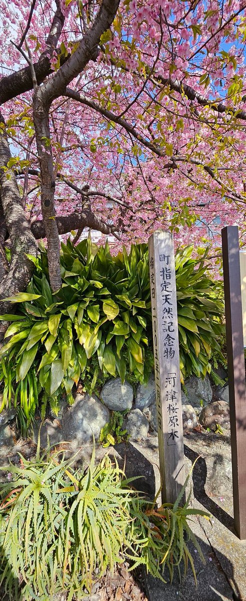 Maki_Teahyung's tweet photo. 2024-2-12
D-484

こんにちは🥰
今日は朝7:30すぎに🏠を出発して
#河津桜 を見に家族でお出かけ✨
河津桜原木も見てきたよ🌸

今はランチ🍴
わさび丼食べまーす💚
#D_484 https://t.co/86lS47lgJV