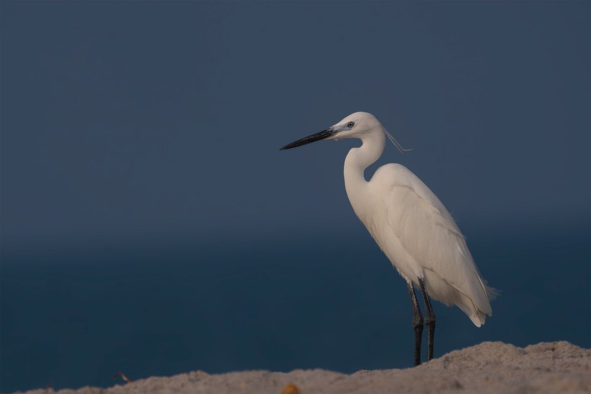 When Cold breeze & the warmth of the rising Sun meets, it creates a magical harmony, which only nature can paint. An Egret standing tall, soaking in all, its gaze fixed on the vastness of the sea at Dhanushkodi. #egret #indiaves #BBCWildlifePOTD #natgeoindia #sonyalpha @SonyAlpha