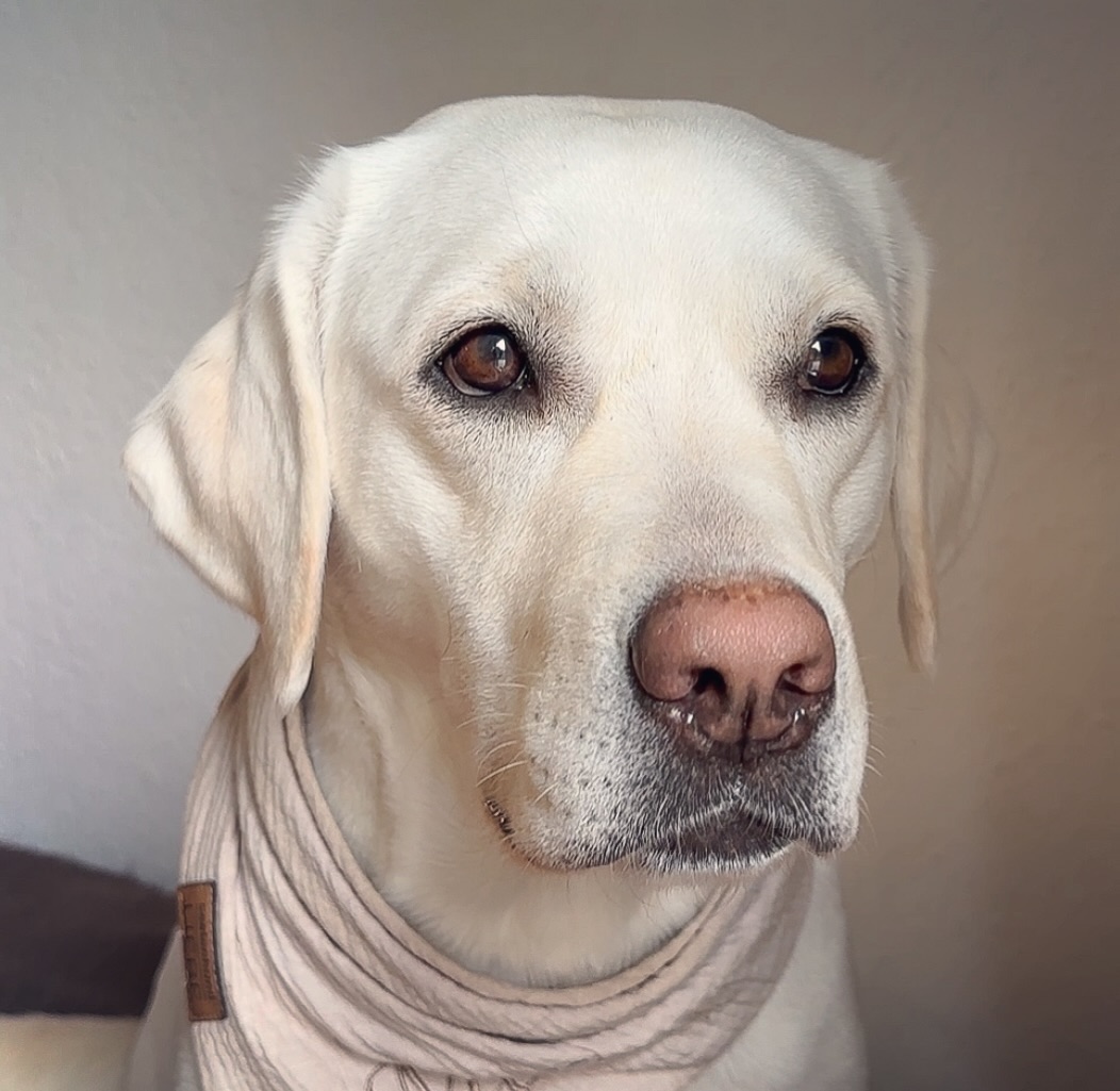 TheLabFamily's tweet photo. We wish you a great, dry day 🍀
#dog #dogs #puppy #dogoftheday #puppyoftwitter #dogoftwitter #lab #labrador #thelabradorfamily #DogOnTwitter https://t.co/jRq05KYtrS