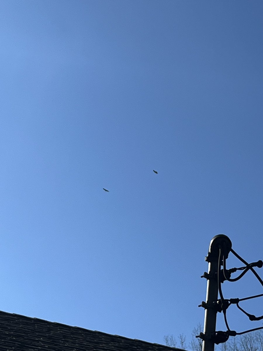 pinecasket's tweet image. 