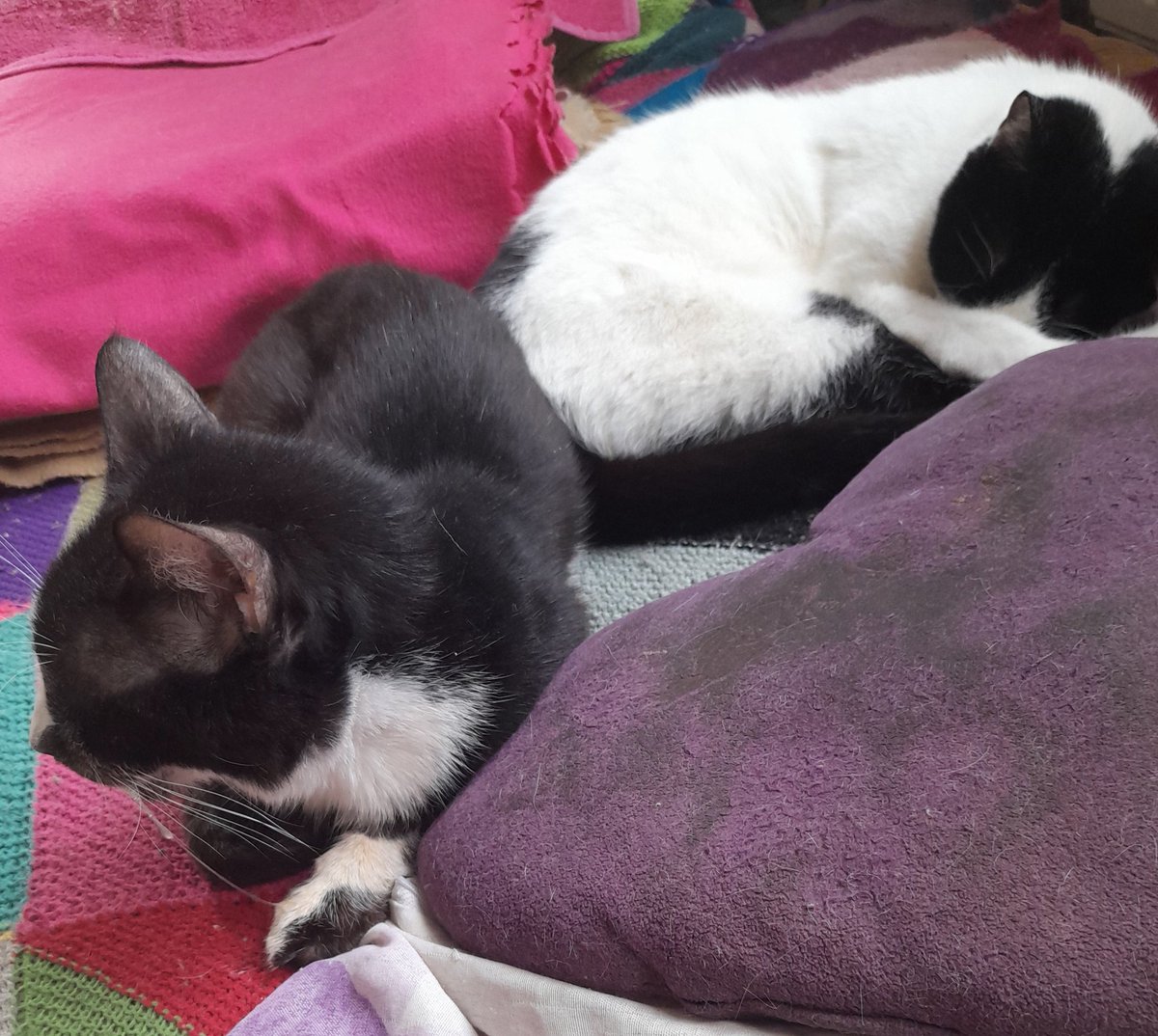 arslansoma's tweet photo. @Xenta777 Oh dear...the poor little Lady...our whole Villagegang is sending our strength and love..with heaps of purrs and kisses from Turkey with love... https://t.co/YFWOCgDEfk
