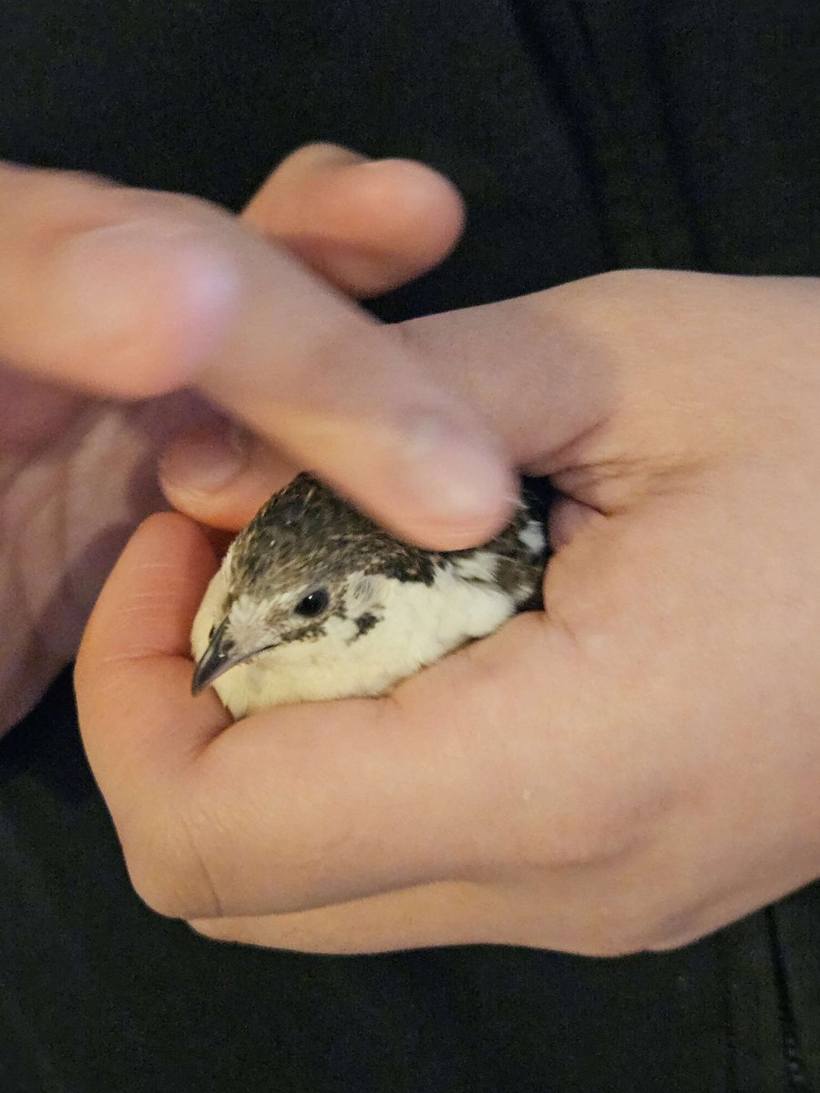 bobaquail's tweet photo. angy potato
#buttonquail https://t.co/lg9c3dvbO3