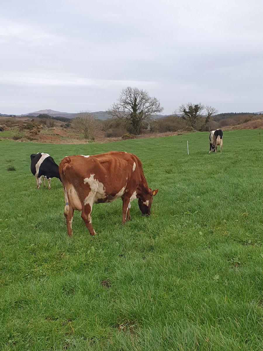 2pintpaddy's tweet photo. Cow Performance 09/02/24
OAD Milking Early Lactation
Yield Avg = 14 litres
Butterfat = 5.09
Protein = 3.47
Kgs/Ms/Cow = 1.24
SCC = 42,000
TBC = 8
Meal = 4kgs
Farm Grazed = 16%
#GrassToMillk2024🇮🇪🐄 #WestCork🇮🇪🐄 #SpringRotationalPlanner @Drinaghagri https://t.co/OcyNmhlJC5