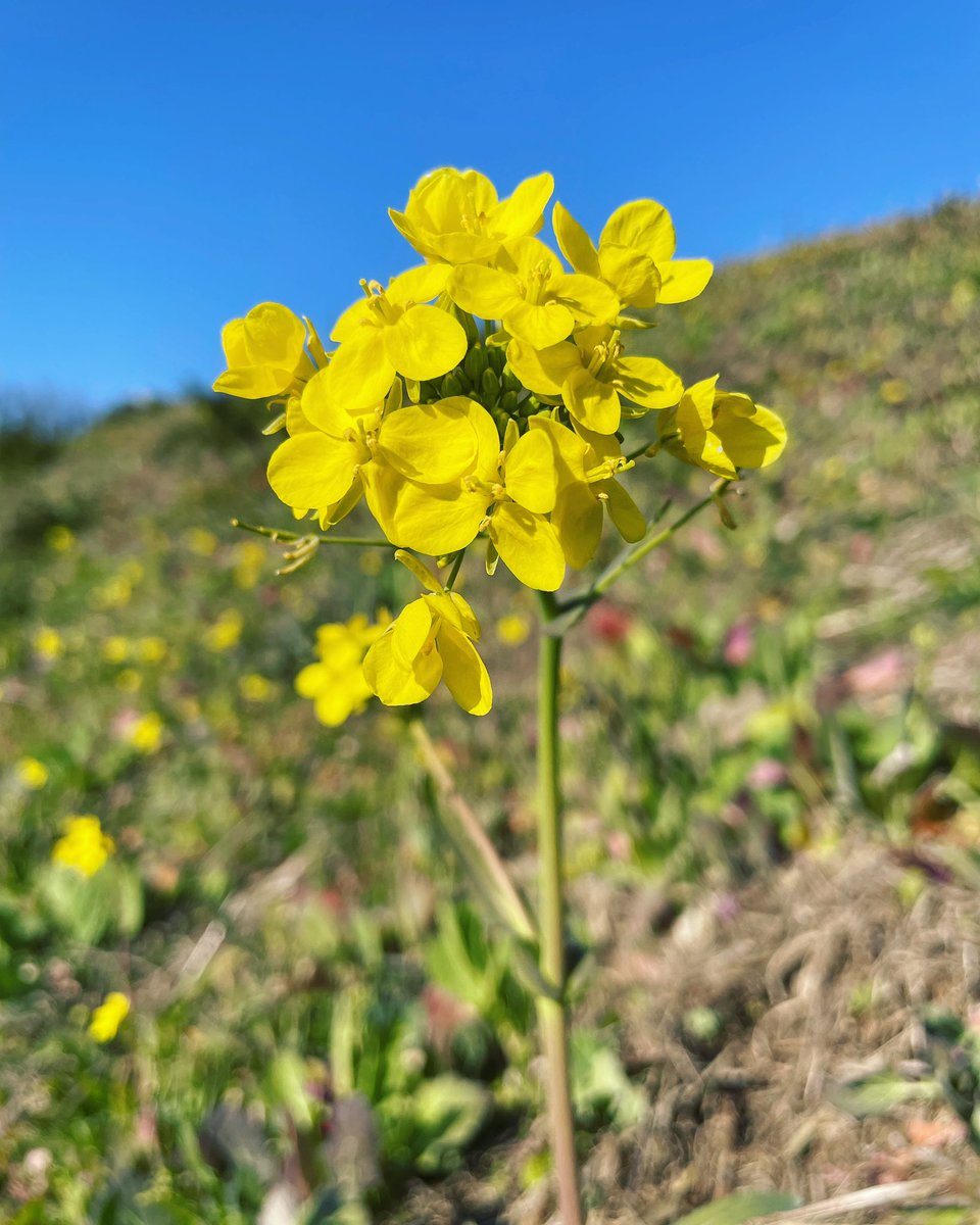 MizberingE's tweet photo. 2024.2/12 江戸川河川敷では菜の花が咲き、春を感じます^ ^ https://t.co/JcU6l1pSNc