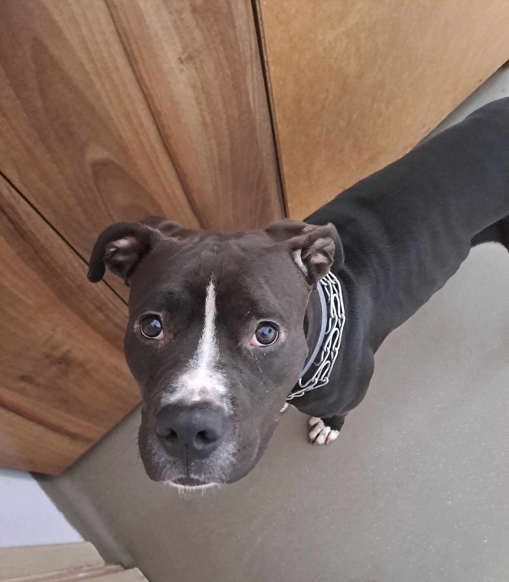 Znaleziono psa, Olsztyn
28kw/24 Psiak ze zdjęcia znaleziony w Parku Kusocińskiego, nie ma czipa.
wieszgdziezwierz.pl/psy/znalezione…
#znalezionopsa #znaleziono #pies #olsztyn