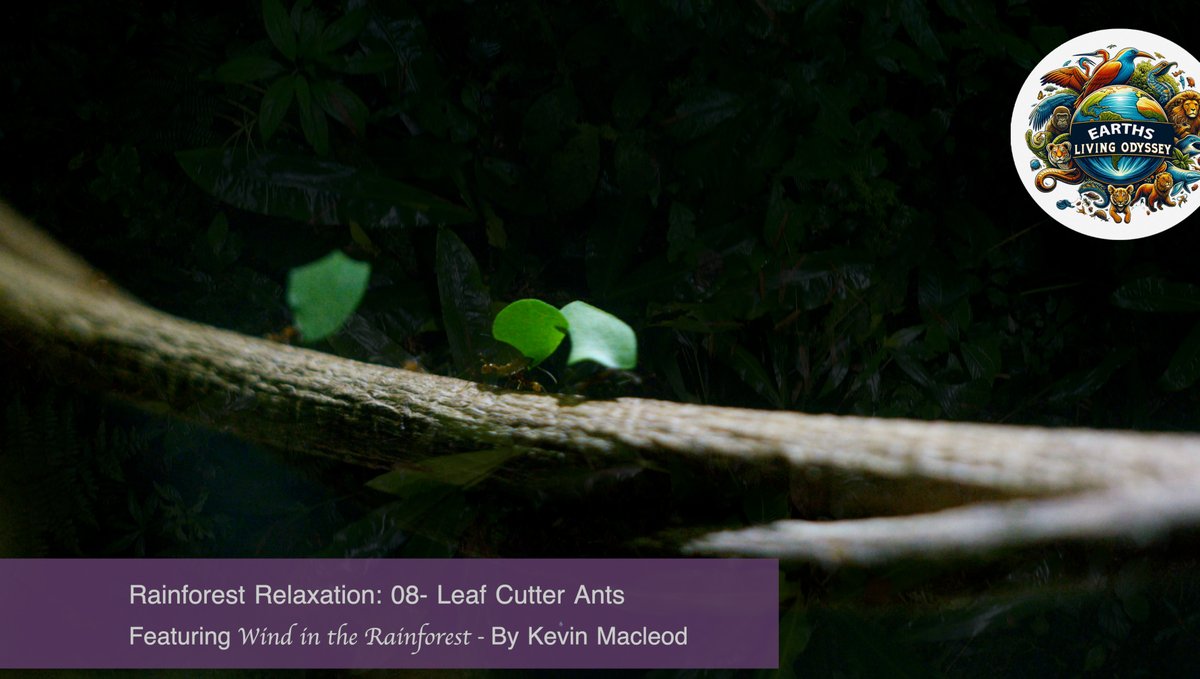 earthslivingody's tweet image. It's finally here! Unwind and lose yourself in the fascinating world of Leaf Cutter Ants in today's 'Relaxation Segment.' Did you know? These ants stimulate new plant growth, nurturing the ecosystems they inhabit. 🌿🐜 #EarthLivingOdyssey #RelaxWithNature