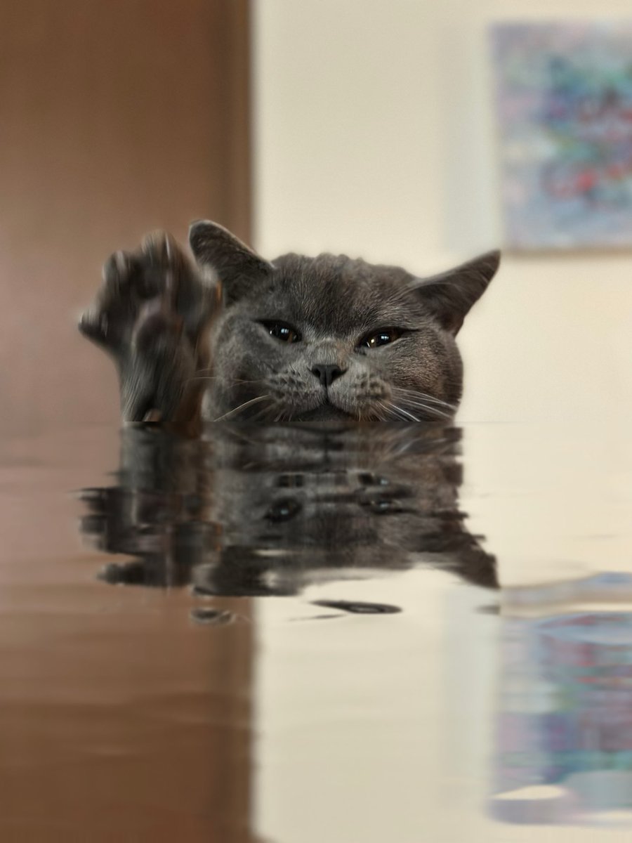tentative_neko's tweet photo. ブクブク、、、🫧🫧🫧僕のこと忘れﾆｬいでね😿
👉よっ🐾
Drowning…please do remember me…
→ Hi, hello! https://t.co/QsLfSqI64P