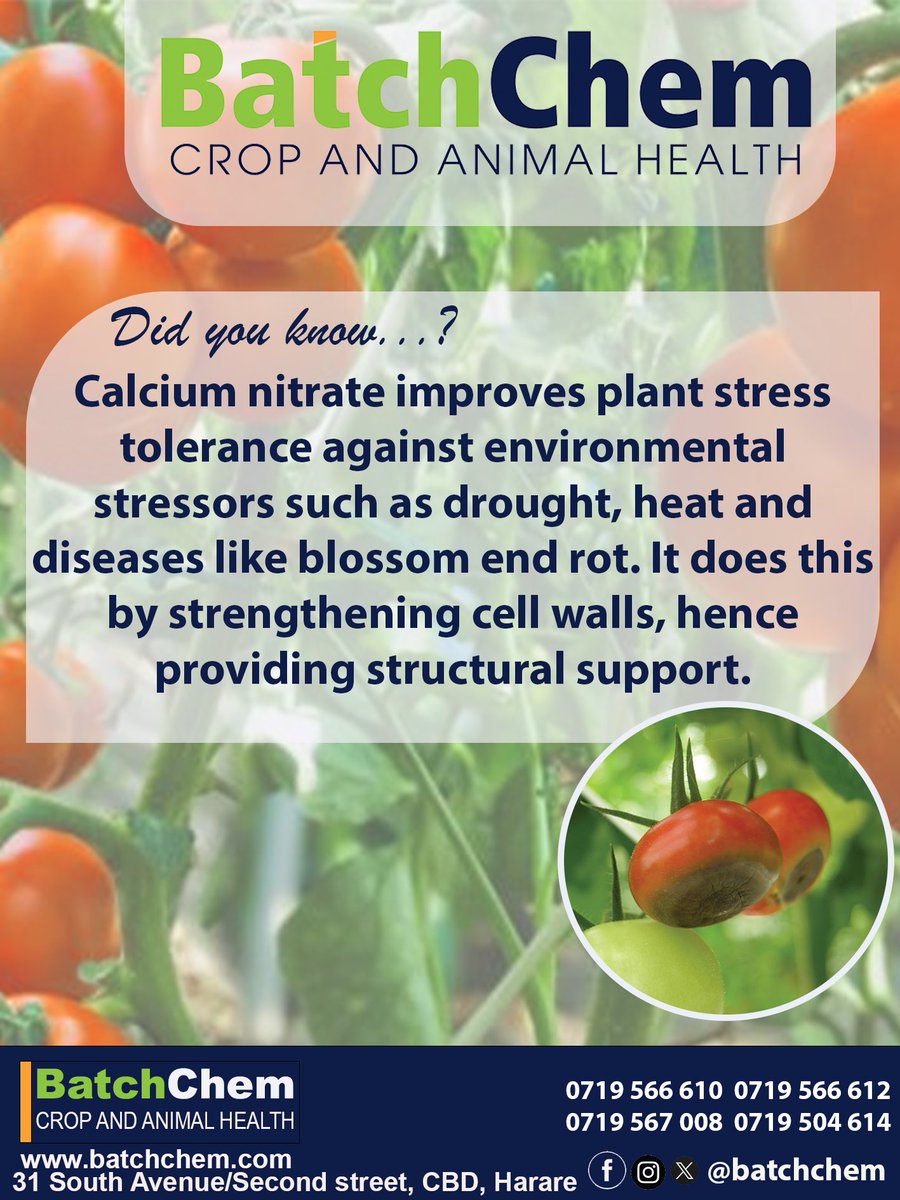 Visit or Call Us Today &amp; Purchase Your Calcium Nitrate Water Soluble Fertiliser!
Available in Small Packs and in Bulk (25Kgs).
#OurProductsYourProgress🔥 <a href="/IFarmers/">Innovative Farmers</a> <a href="/EcofarmerZW/">Vaya Digital Farmer</a> <a href="/farmer_diary/">The Farmer's Diary</a>
<a href="/ZimAgroRetweet/">Zim Farmers Retweeter🇿🇼</a>