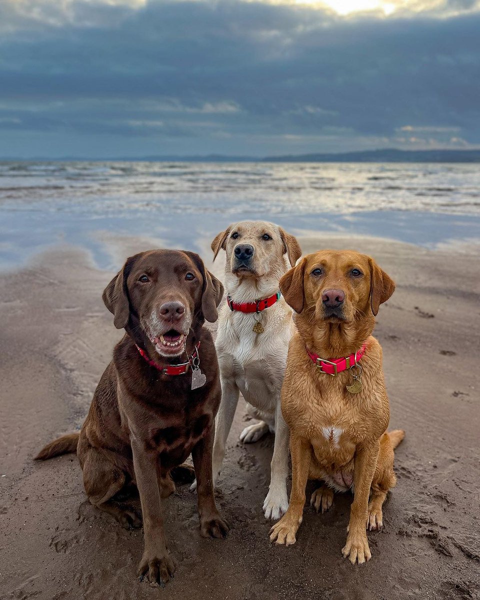 Aren’t they the cutest beach pups? 🥹🤎💛🧡 #dog #dogs #puppy #dogoftheday #puppyoftwitter #dogoftwitter #lab #labrador #thelabradorfamily #DogOnTwitter