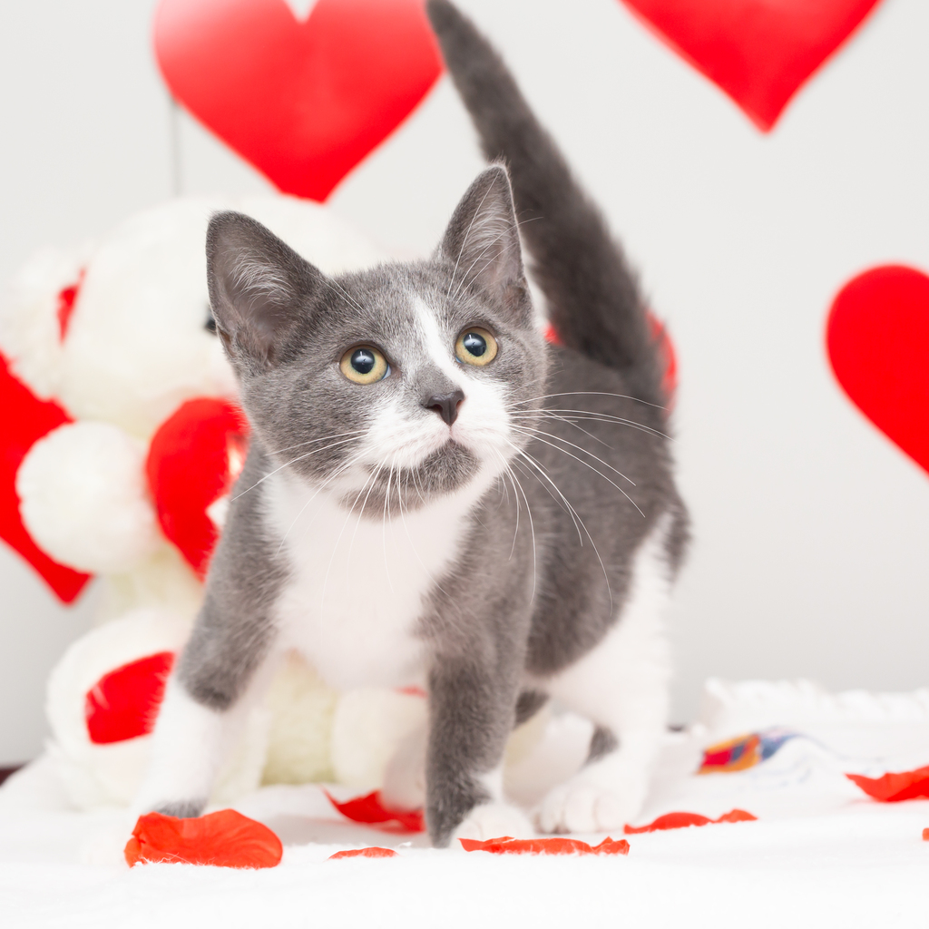 AWLQ's tweet photo. Meet Nacho, Burrito and Enchilada! 🌯 These adorable 3-month-old kittens are each looking for a forever home of their own! 🏡💜

For more on our available kittens please visit 👉 https://t.co/2OqsuIQnPt https://t.co/PI5nQdvlkr