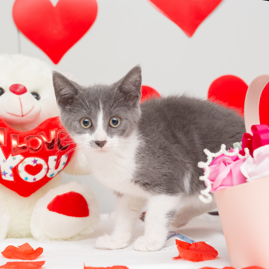 AWLQ's tweet photo. Meet Nacho, Burrito and Enchilada! 🌯 These adorable 3-month-old kittens are each looking for a forever home of their own! 🏡💜

For more on our available kittens please visit 👉 https://t.co/2OqsuIQnPt https://t.co/PI5nQdvlkr