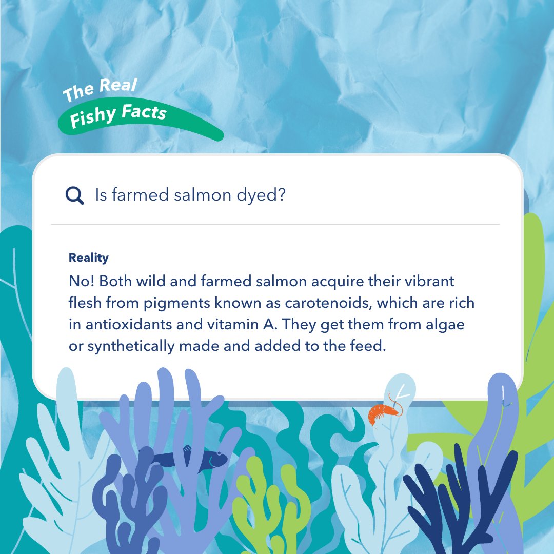 The Real Fishy Facts 🐟🔍 Myth: Farmed salmon's colour comes from harmful dyes 🚫🌈 Reality: It's perfectly safe, and it does not come from dyes! 🐠