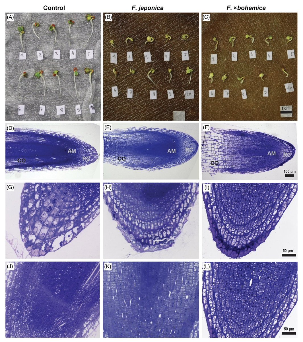 PPLplantarum's tweet photo. The chemical weapon of knotweed 

The study investigate the biochemical and ultrastructural effects of aqueous extracts of F. japonica and F. × bohemica rhizomes during the early growth of radish roots after germination. 
 https://t.co/dKgt3zKiuU 

@katarinasoln #allelopathy https://t.co/icwzZoLt9r