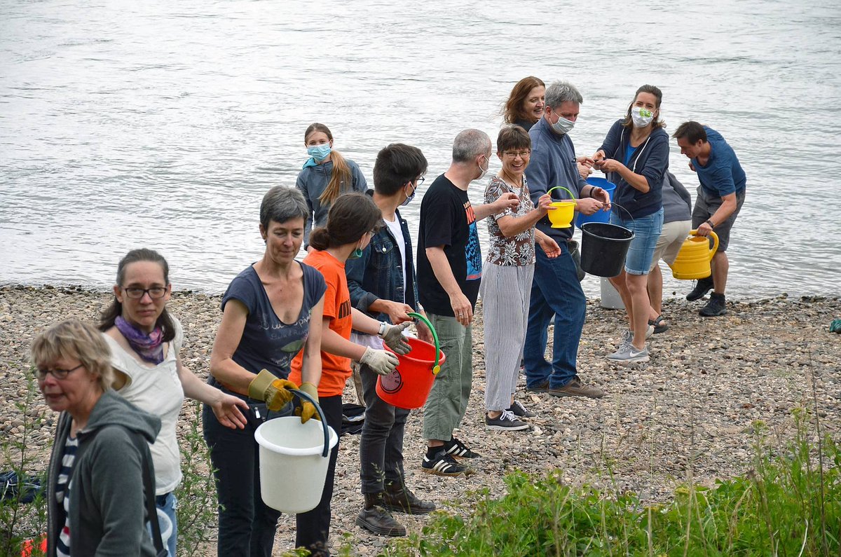 carlostph's tweet image. Esto es conocido como Bucket Brigade. Es por lejos más eficiente que viajes individuales.
Solo se desplaza la carga. 
Con viajes individuales, también se desplaza quien lo lleva, por lo que lo vuelve menos eficiente.
Están usando un procedimiento correcto y eficiente.