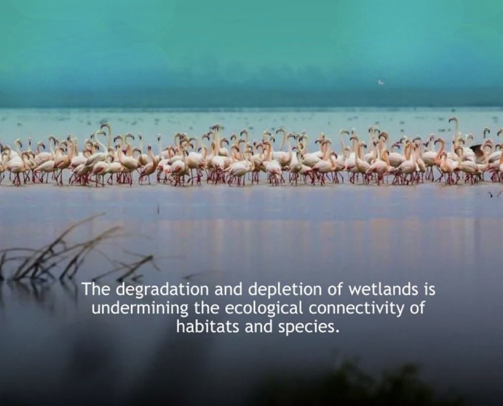 Wetlands are a FUNDAMENTAL component of human survival and serve as habitats for 40% of global biodiversity. 

Yet, as their DEGRADATION persists, the invaluable ecosystem services they offer to both humans and species diminish.

#WetlandsMatter

@AbiluTangwa @Greenisamissio1