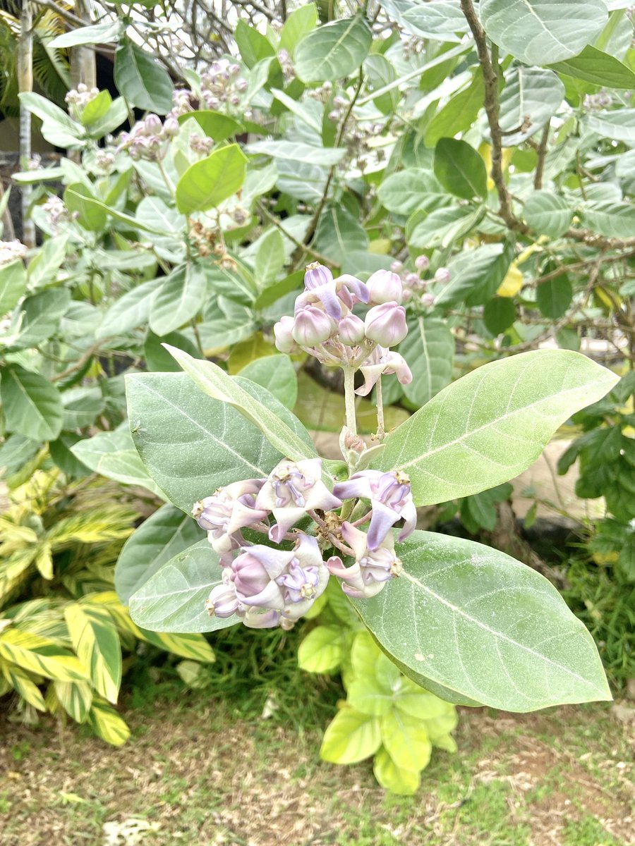 RameneLaPopotte's tweet photo. @latribudechacha @mitchka_etc @juste_pauline @kha_tastrophe @Martinetdmonde @LaurieAmiot @Lecoinvoyageurs @GlazBzh @APouliguen @tralalalette @ptitsparigots @Escapadesamour @MatanteA @1916kilometres @Beababa2 @ArthurThibaut @HeleneBiomedic2 @leTDMen80ans @asiatrek @itinera_magica @_mysweetescape_ @GigicookingGigi @Ellyedraw @jeuneaffamee Bon #lundifleuri avec un souvenir de l’#ilemaurice et bon début de semaine à tous 😊❤️
#pommierdesodome #calotrope #calotropis https://t.co/hiZxDenDPr