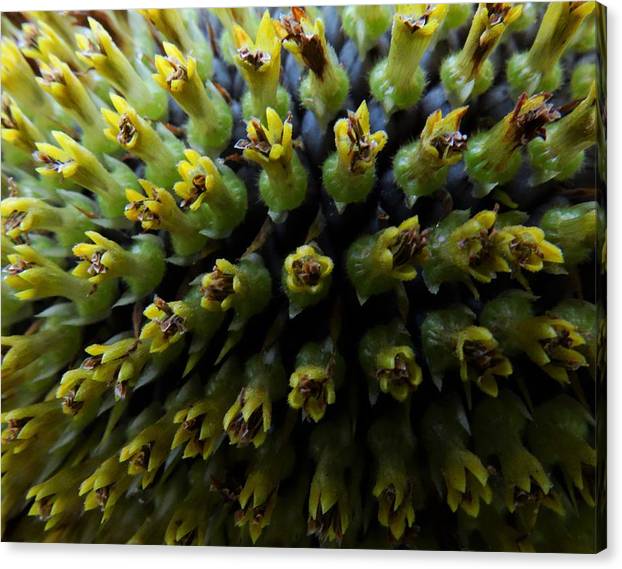 Angel617Liz's tweet photo. https://t.co/m1q0KtEWgb
"Sunflower Wishes" Each sunflower’s head is made of smaller flowers, they are actually thousands of tiny flowers. #Sunflowers #SunflowerCollection #Sale https://t.co/wYberjshrZ