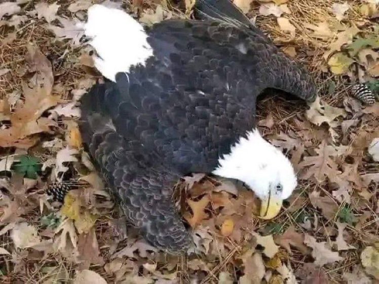 GeorgeFrimps's tweet photo. @goldendust17 @blacksherif_ @Odumodublvck_ @BlaqBonez Eagle don tire 🤣🤣🤣🤣 https://t.co/QJ0FOdpxzT