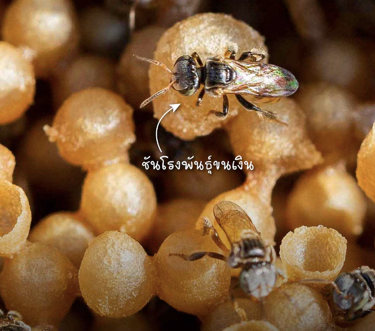 SatikalukV2's tweet photo. @RedSkullxxx น้องคือ "ชันโรง" จ้า เป็นผึ้งจิ๋ว ส่วนที่เป็นลูกๆนั่น มีวงจรชีวิต มีวรรณะชนชั้นไม่ต่างจากผึ้งเลย และสามารถเลี้ยงเพาะพันธุ์เพื่อจำหน่ายเป็นอาชีพได้ด้วย 🐝

น้องมีน้ำผึ้ง (ชันโรง) ขายด้วยนะอร่อยดี ที่ร้านนี้���่ะ เผื่อใครอยากลอง https://t.co/i2Hrx9kZEt https://t.co/X6efmlblgQ