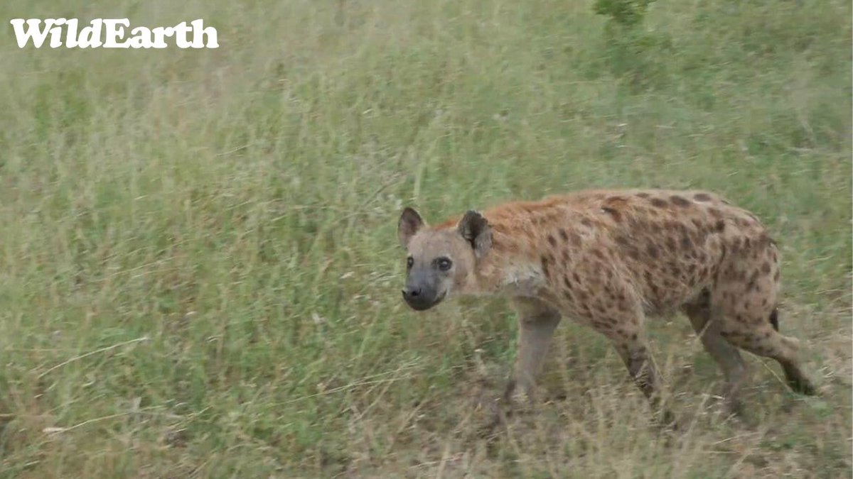 WildEarth tweet media