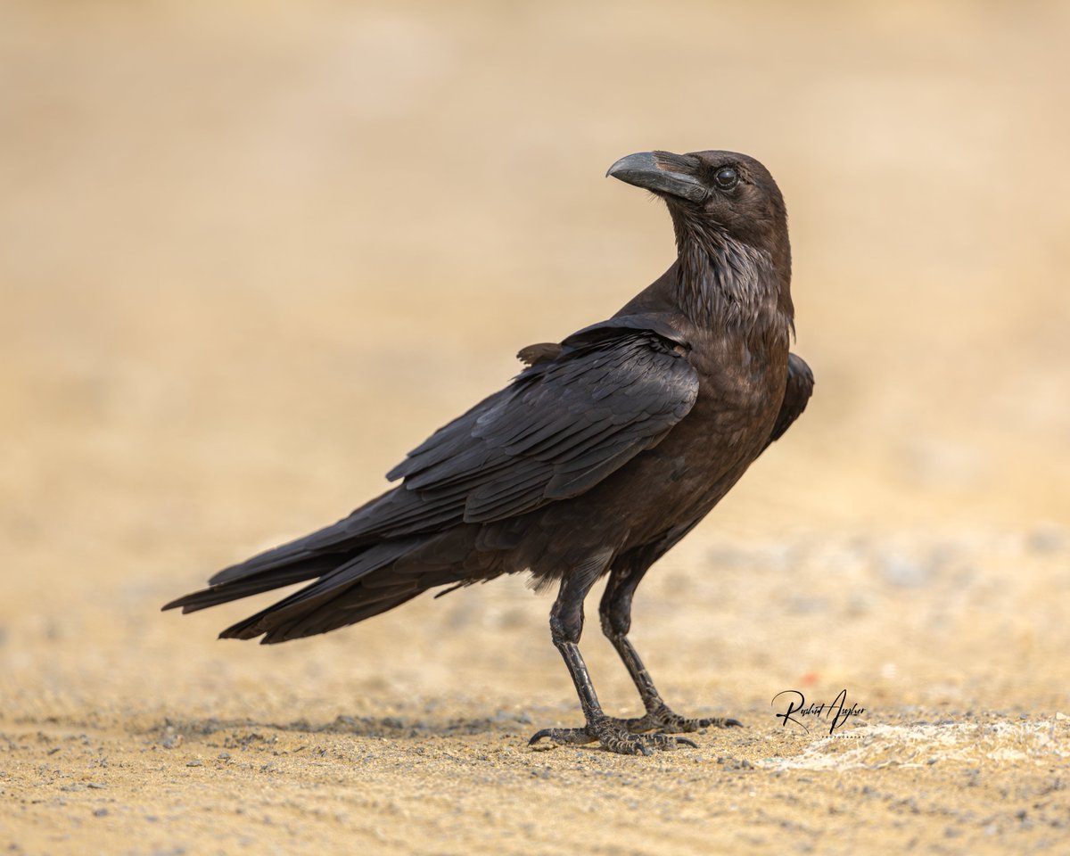 Brown-necked Raven (Corvus ruficollis) Hingol National Park - Balochistan - 🇵🇰 January 2024 @OrnithoPakistan @IndiAves @ThePhotoHour #BirdsSeenIn2024 @orientbirdclub #birding