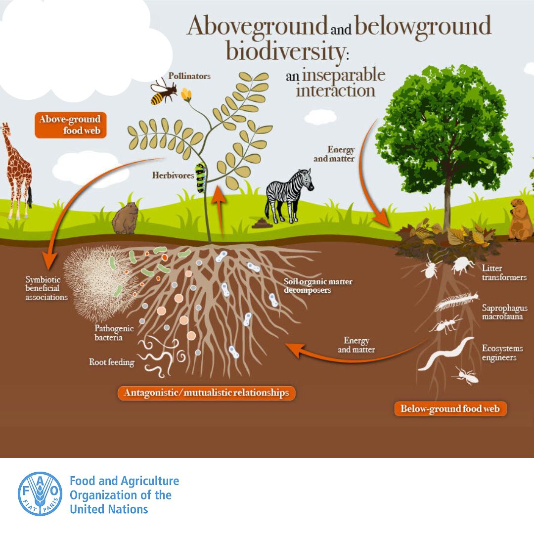 FAOclimate's tweet image. ❓ How can investing in nature benefit people and the planet? 
🌱Every $1 invested in restoration creates up to $30 in economic benefits. 

#ActOnClimate
#GenerationRestoration
@theGCF

👉 fao.org/gcf/en