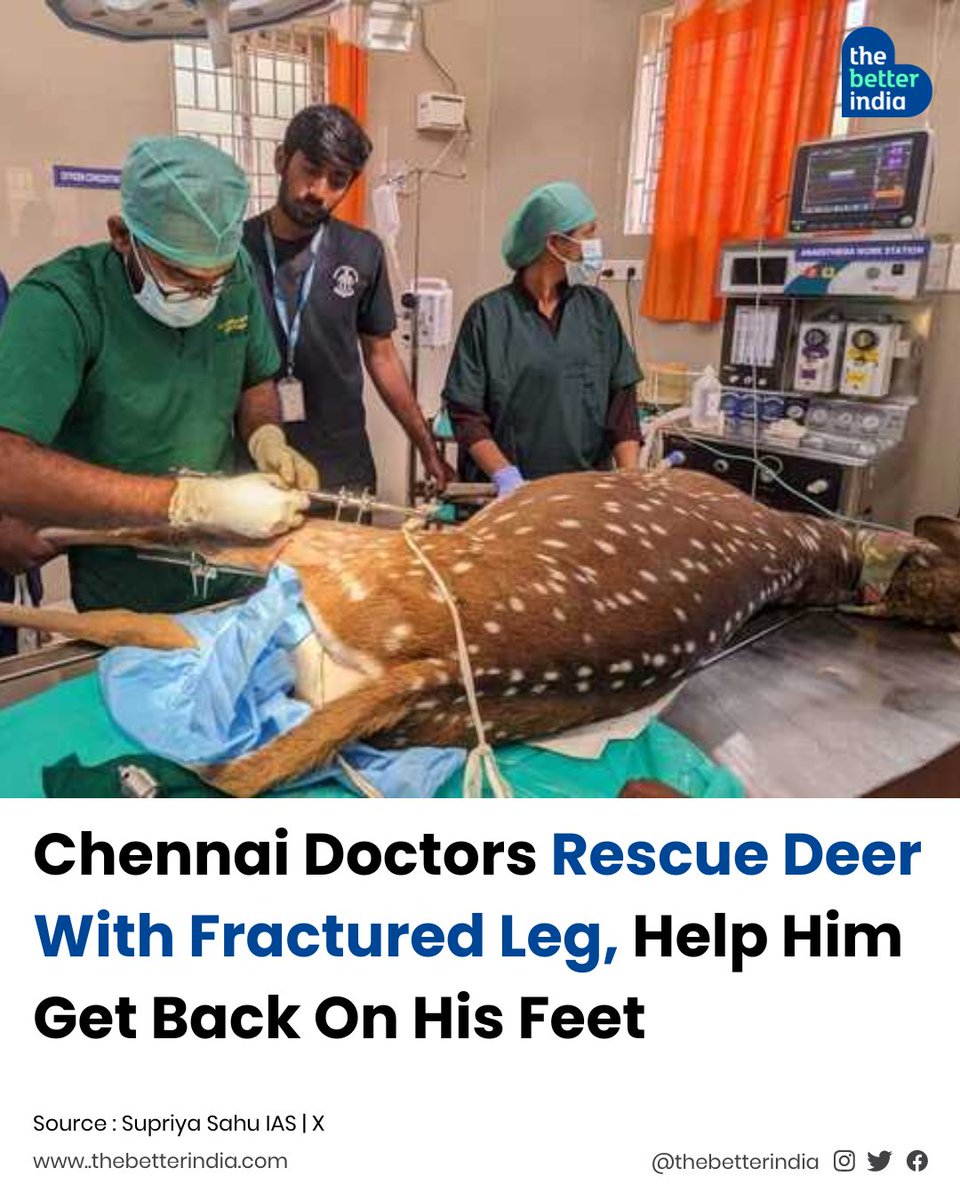 In a moving tale of compassion, a spotted deer with a fractured leg found help at the hands of the volunteers from Besant Memorial Animal Dispensary in Chennai. 

#WildlifeRescue #CommunityCompassion #AnimalWelfare #Conservation #VolunteerHeroes