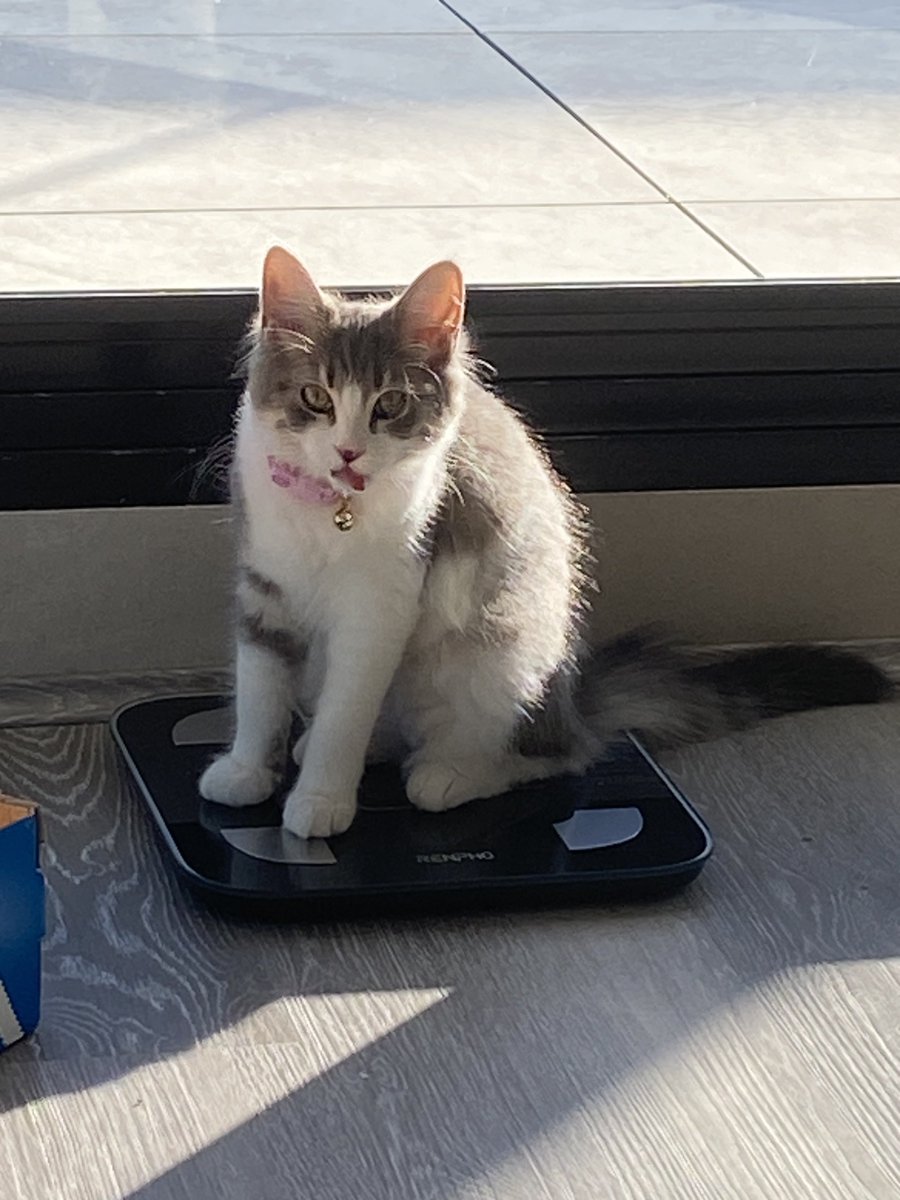 menaceee__'s tweet photo. GUYS I CAUGHT HER AGAIN https://t.co/IvOhDma2hU