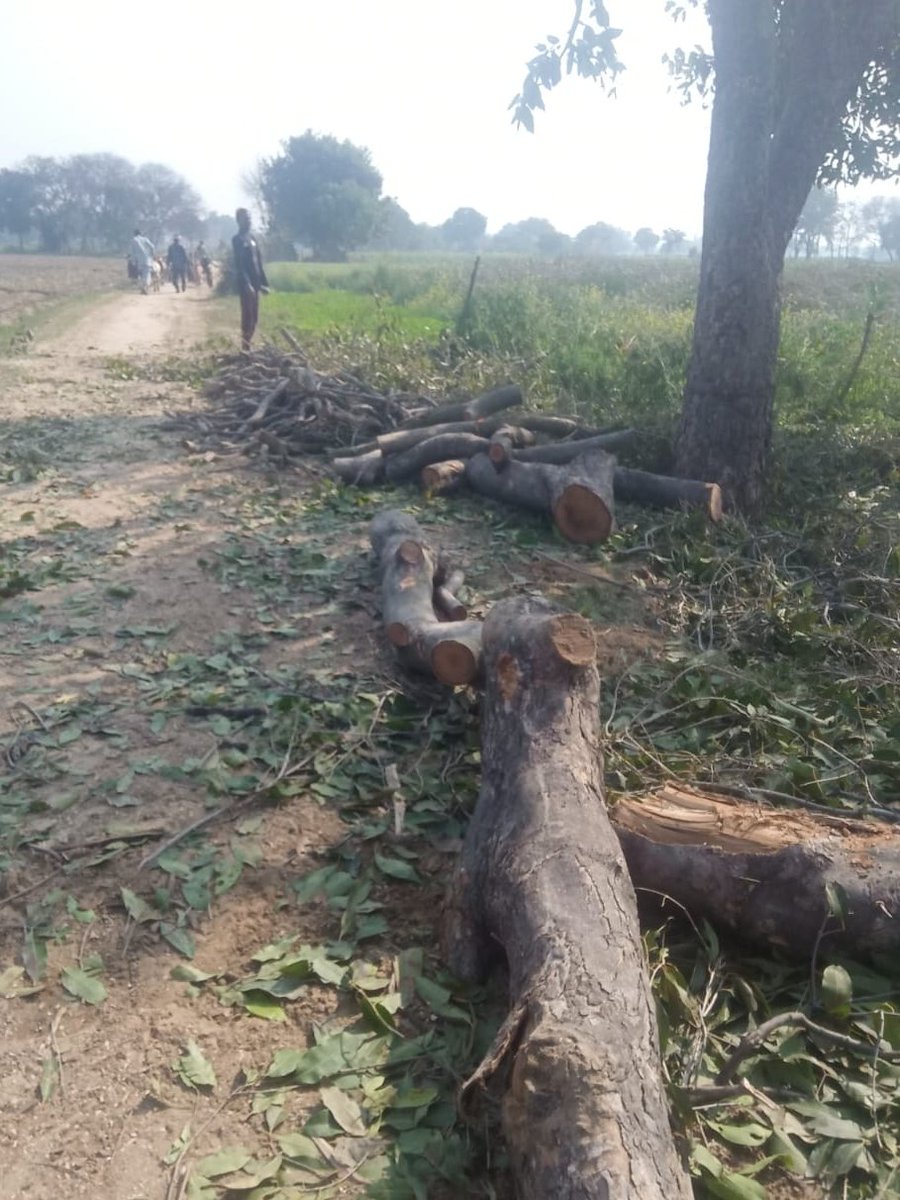 Bharat24Up's tweet image. #BreakingNews : एटा के जलेसर में हरी लकड़ी का कटान रुकने का नही ले रहा है  

लगातार हरे पेड़ों के कटान की शिकायत के बाबजूद भी बन विभाग के अधिकारी लकड़ी माफियाओं पर नही कर रहे है कोई कार्रवाई  

#UttarPradesh #TreeCutting #Etah #Bharat24UpUk

@Etahpolice | @AhteshamFIN