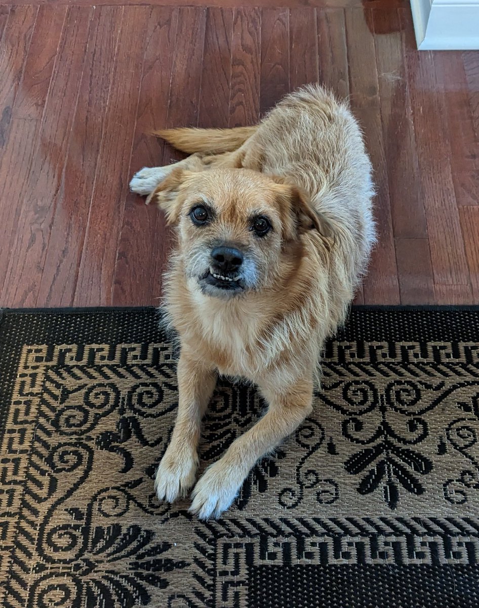 ThomasTell's tweet image. We rescued you 3 years ago, knowing you had heart problems, and tonight, as you laid on the couch next to me, your little heart gave out. Now we are the ones whose hearts are broken. We love you, Archie. You were the sweetest, bestest boy.