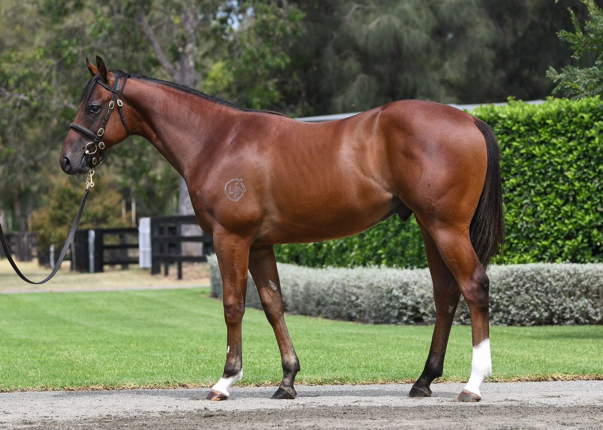 Pleased to have finally landed a WOOTTON BASSETT colt LOT 4️⃣6️⃣1️⃣ @CoolmoreAus in 2024 with @ANeashamRacing at @inglis_sales Classic for $230,000 A phenomenal sire of two-year-olds & his colts/geldings have won 29 stakes races at 12.3% SW/Runners‼️ 🎥 ⬇️ vimeo.com/912143375