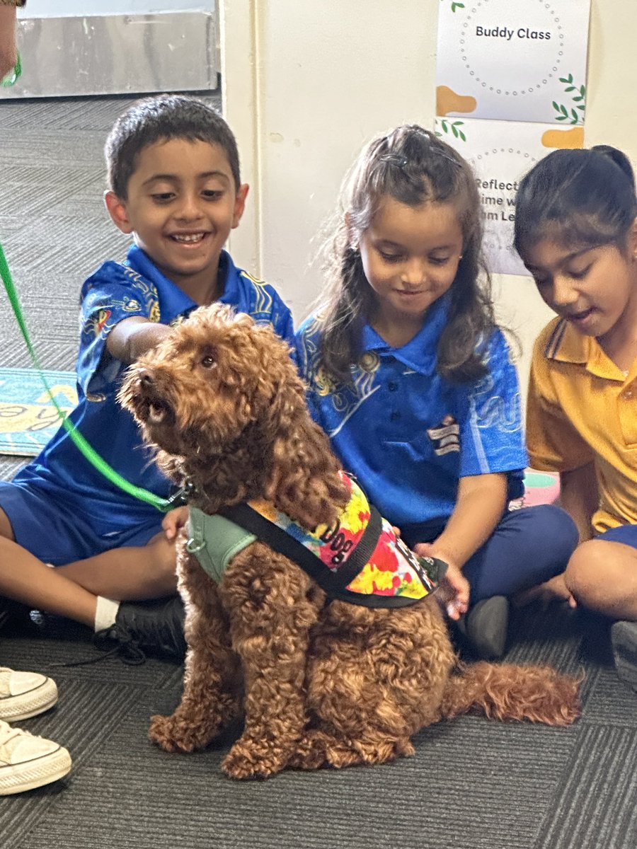 We welcomed a new <a href="/Therapuppy1/">THERAPuppy</a> enrolment for 2024. Wasabi 🐶 and his handler Yvonne started today at Casula. Students were greeted at the front gate and he visited all of our Year 1 classes. 
We can’t wait to see Wasabi again week. 🥰 <a href="/dace_elletson/">Dace Elletson</a> <a href="/NSWEducation/">NSW Dept of Education</a>