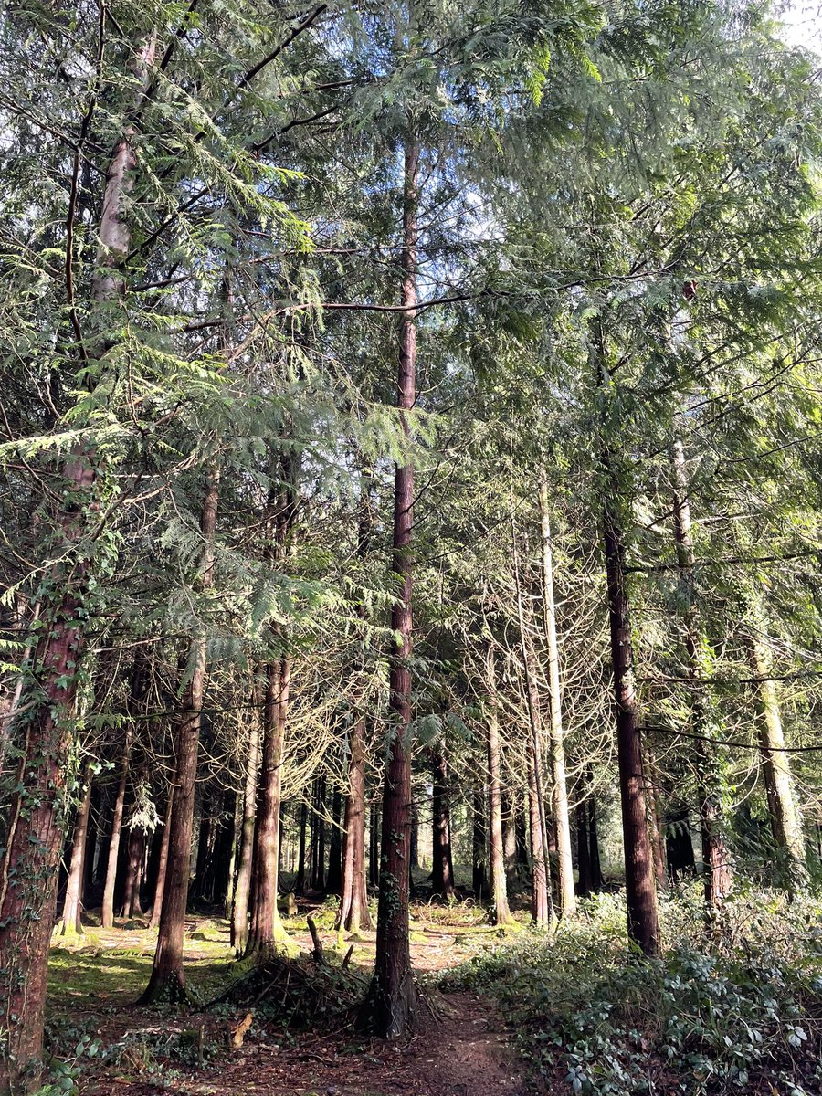 Mr_Cragos_Music's tweet photo. A lovely woodland walk yesterday to kick off the half term. Some cleaning and shopping to do today after an early start - #bodyclocked #HalfTerm #teachertwitter https://t.co/Gu6DoZBwnu