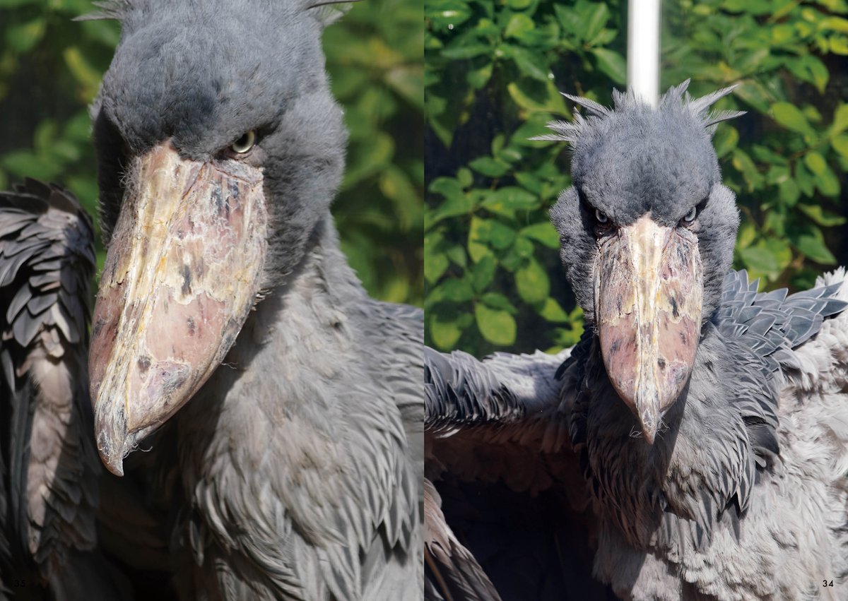 matsuevogelpark's tweet photo. ハシビロ公開！
フォトブック掲載ページをちょっとだけお見せします。

#フォトブック掲載写真
#ハシビロコウ　#フドウ https://t.co/aWSBNrzfLK
