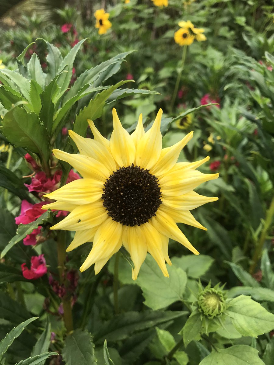 Priyo_23's tweet photo. #Flowers #NatureBeauty https://t.co/JYD7p2A3Aw