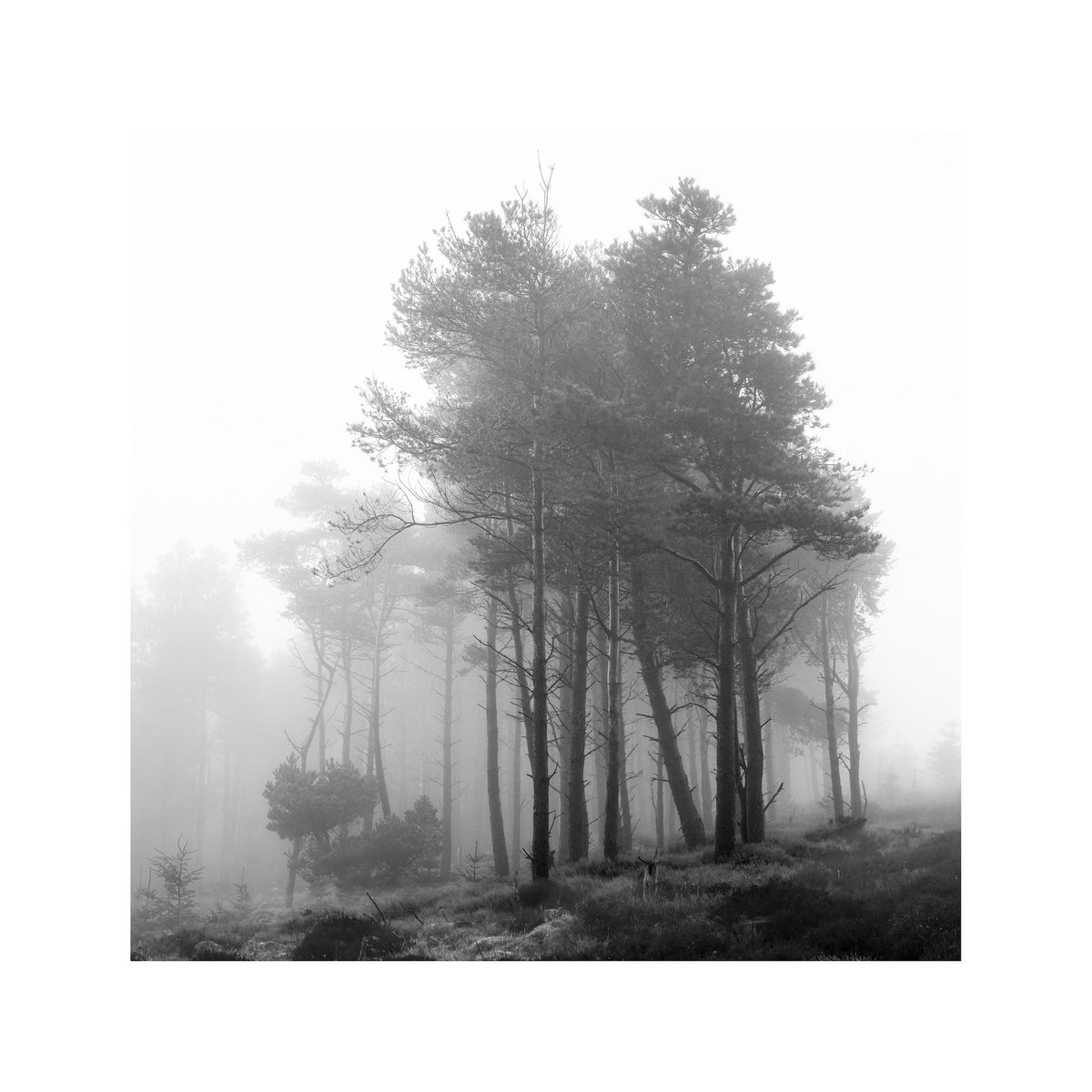 A moody copse in the hill fog #Sharemondays2024 #fsprintmonday