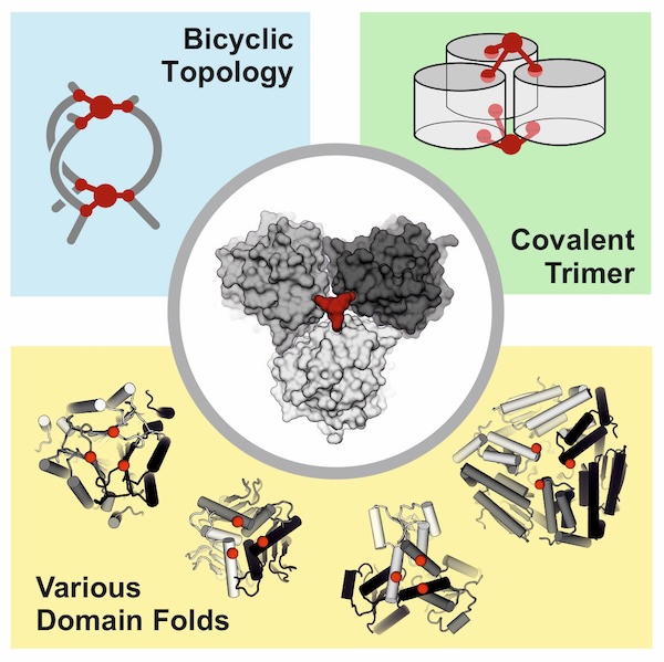 Tom Grossmann (@tomngrossmann) on Twitter photo In the current issue of <a href="/Chem_CP/">Chem</a>:
#INCYPRO stabilized protein complexes with
• exceptional longevity
• new chain topology
• reduced aggregation
doi.org/10.1016/j.chem…
Big congrats to the <a href="/VU_Science/">VU Faculteit der Bètawetenschappen</a> & #incircular #startup teams! Supported by <a href="/ERC_Research/">European Research Council (ERC)</a> & <a href="/EUeic/">European Innovation Council</a>! In the current issue of <a href="/Chem_CP/">Chem</a>:
#INCYPRO stabilized protein complexes with
• exceptional longevity
• new chain topology
• reduced aggregation
doi.org/10.1016/j.chem…
Big congrats to the <a href="/VU_Science/">VU Faculteit der Bètawetenschappen</a> & #incircular #startup teams! Supported by <a href="/ERC_Research/">European Research Council (ERC)</a> & <a href="/EUeic/">European Innovation Council</a>!