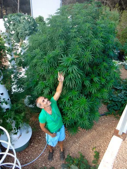 BudVizion tweet media