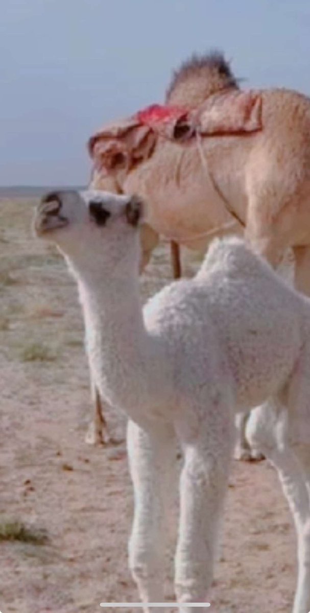 من المقهور الزاهيه
