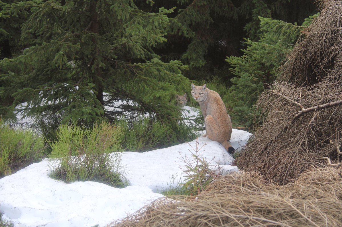 European Lynx spotted at the Harz National Park, Germany. 😇😍
It was a very wonderful and once in an opportunity sight!
#lynx #luchs #Harzmountain #Harz #Deutschland 
<a href="/WWF/">WWF</a> @wwfdeutschland