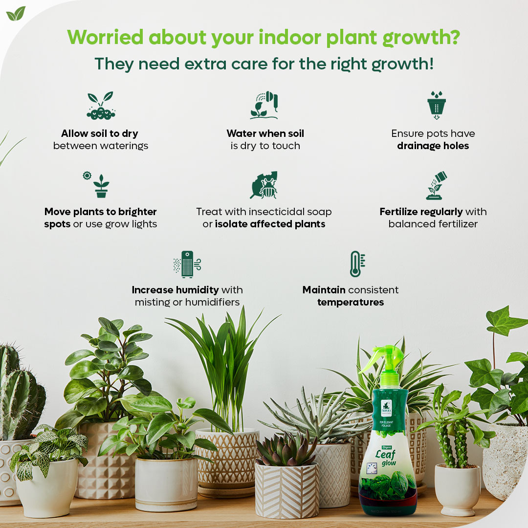 Struggling with your indoor plants? They deserve some extra care for optimal growth! 

#plantproblems #plantparenting #indoorjungles #saveplant #plantclinic #droopyleaves #stockmarketcrash #Stockmarketnews  #yellowleaves #noblooms #rootrot #plantcaretips #tripurabiotech