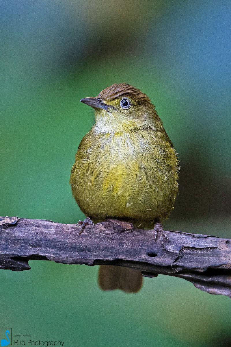 Kothiala's tweet photo. The Cachar bulbul (lole cacharensis) is found in regions around  north-eastern India.

The Cachar bulbul was earlier considered as a subspecies of the olive bulbul.

#cacharbulbul #birdsofassam #dosdewaforest #birding #birdwatching #birdphotography 
#IndiAves #birdsofindia https://t.co/WxXvS6BJgk