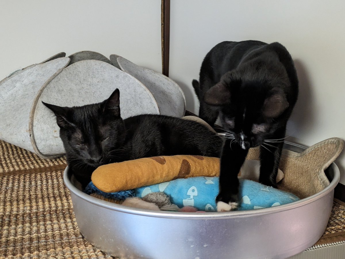 I'll be your valentine if you'll share these toys with me! #CatRescue #AdoptDontShop #Kyoto