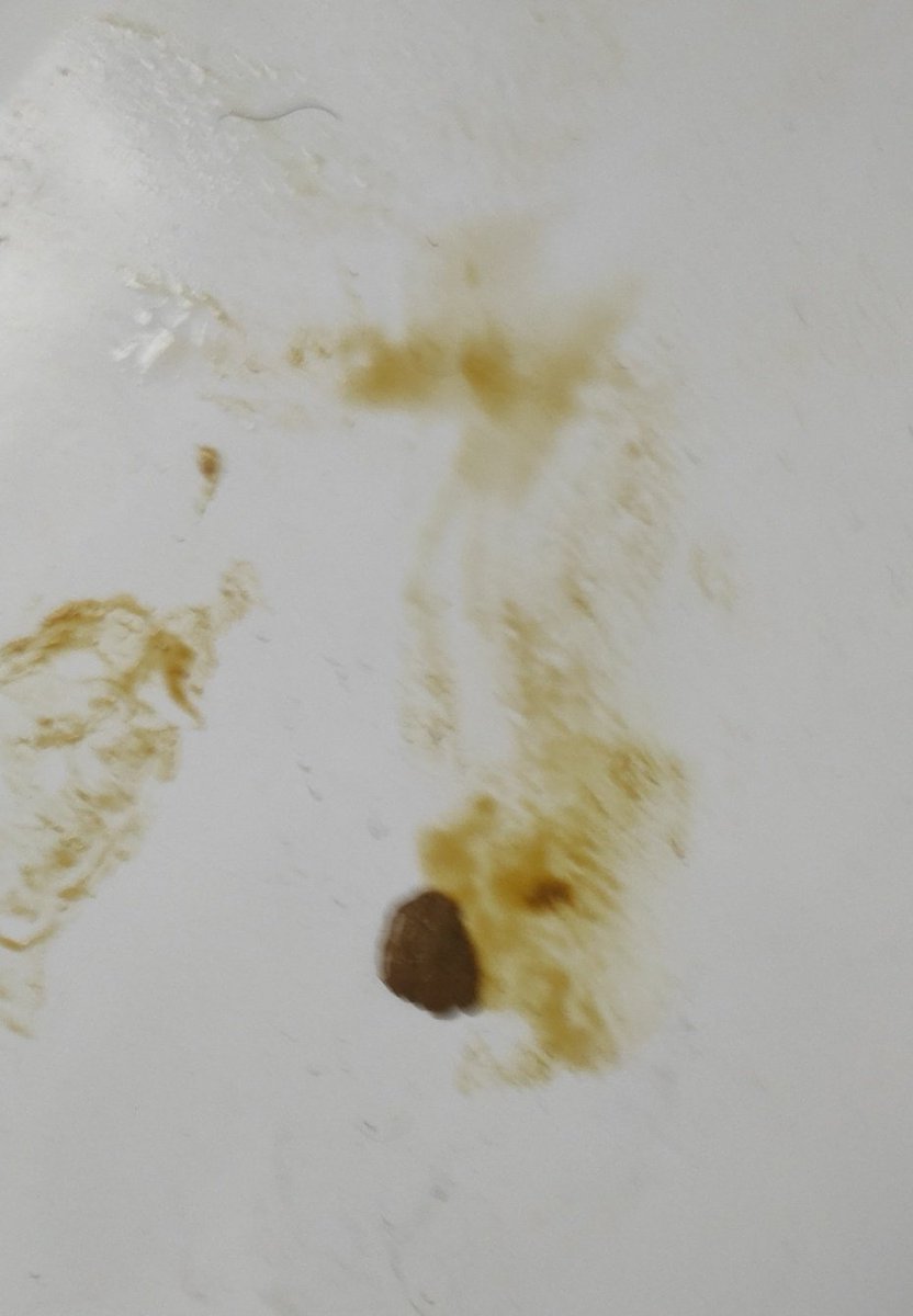 Golden_scat's tweet photo. Today was a productive day! soon I will get two more cocks ready to fuck my shit 🤎🥵

#scat #dildoscat #nsfw #nsfw_twt #poop #scatpoop #scatsex #shit #merda #dirty #dirtysex https://t.co/KNQEwboeEX