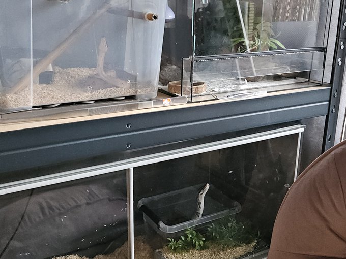 U mnie od początku tygodnia węże postawione w stan gotowości. Przypominam, że trwa codzienny 🍦challenge<a href="/tag/cloutmma5"class="tags"><span>#cloutmma5</span></a>